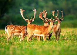 deers in group